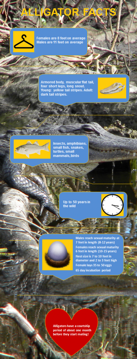 alligator infographic